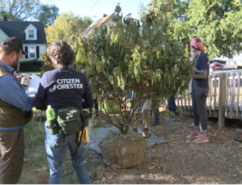 Green Heart Project plants 8,000 trees to study health effects