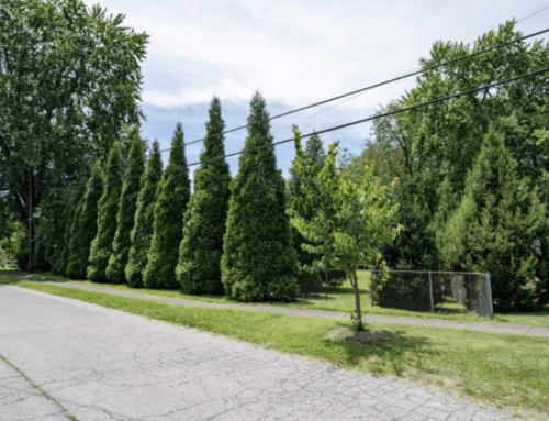 Louisville goes green with Green Heart Project